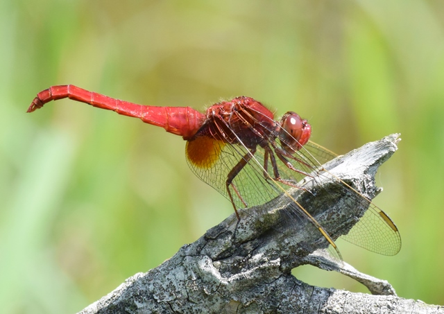 メダカ池_ショウジョウトンボ_20150517_1