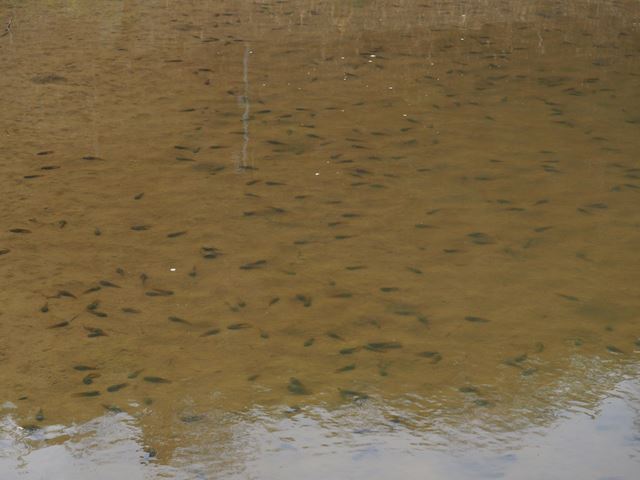 ウシガエル_2