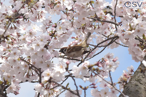 鳥もお花見 桜の花には野鳥がたくさん集まります 株式会社 東産業 鳥もお花見 桜の花には野鳥がたくさん集まります 株式会社 東産業